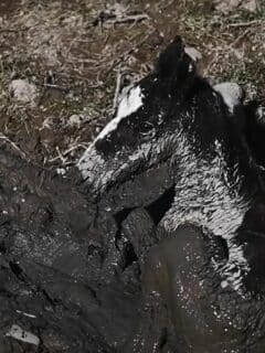 baby wild horse rescued from mud