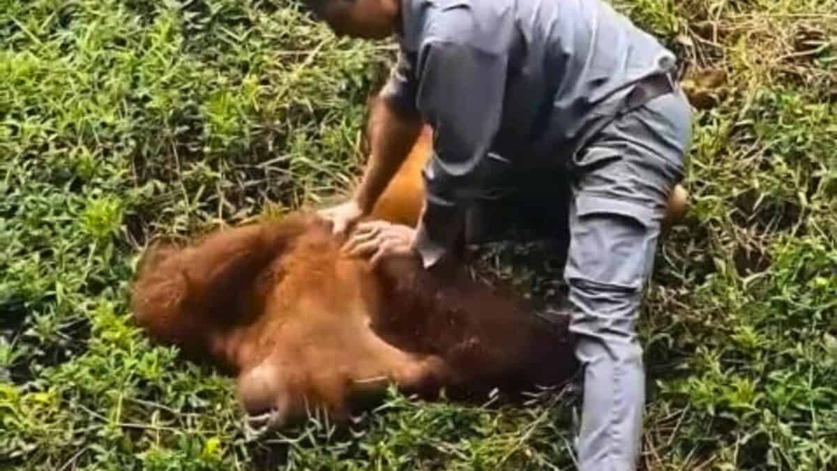 CPR on orangutan