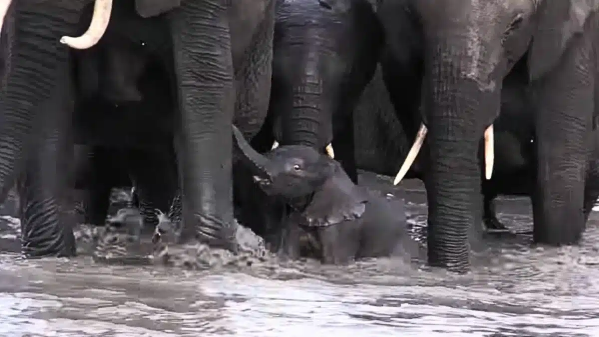 tiny baby elephant almost drowns