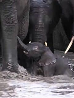tiny baby elephant almost drowns