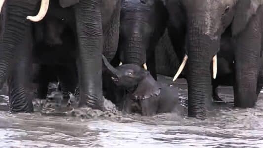 Baby Elephant Is So Tiny It Almost Drowns