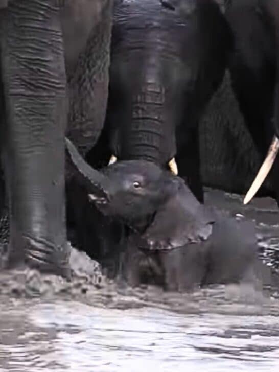 Baby Elephant Is So Tiny It Almost Drowns