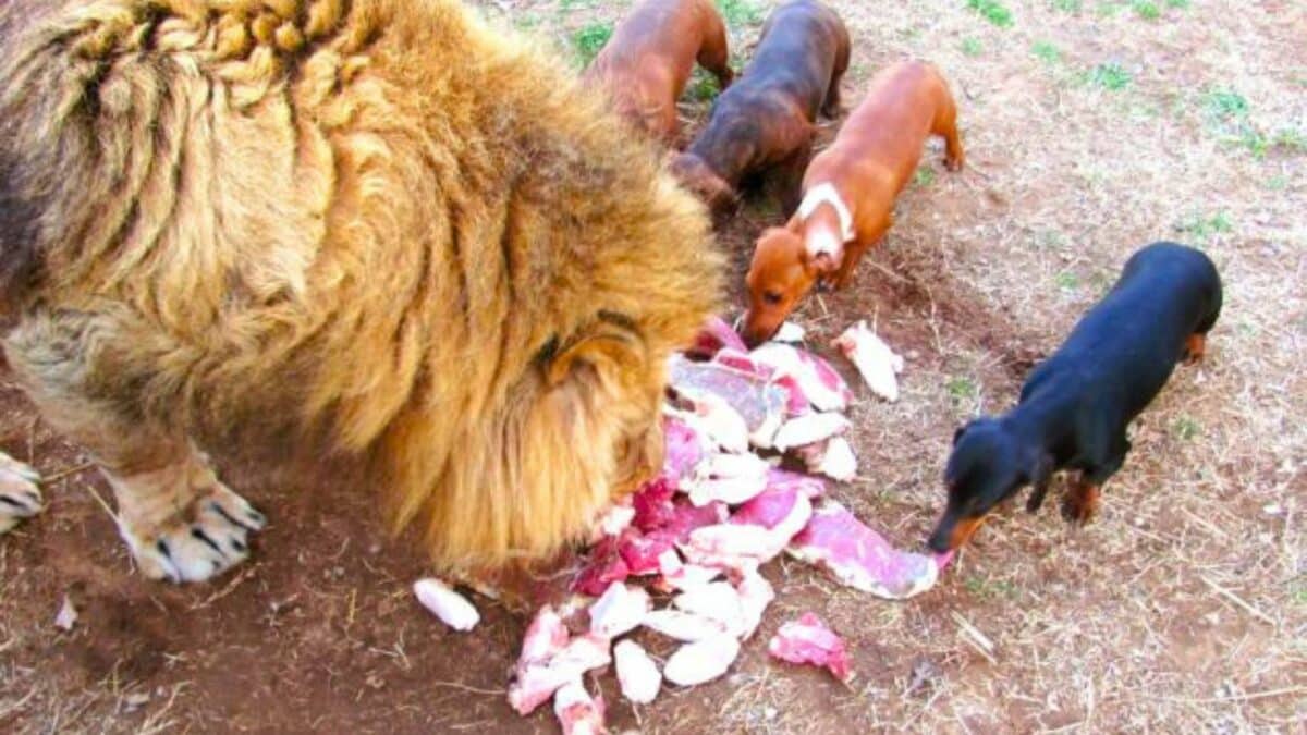 lion and dachshund are best friends
