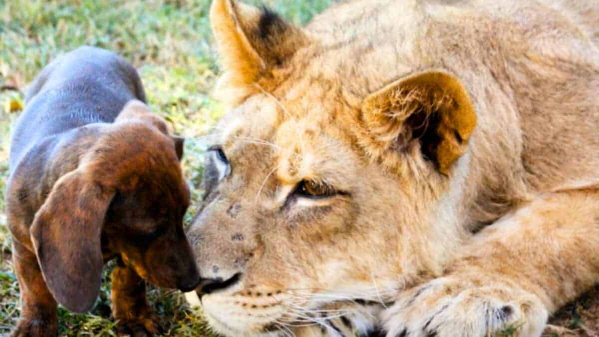 lion and dachshund are best friends