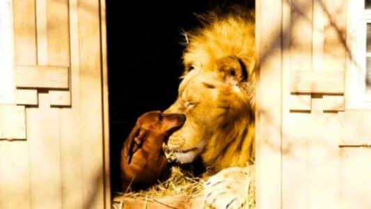 Best Friends: 500-lb Lion & Tiny Dachshund