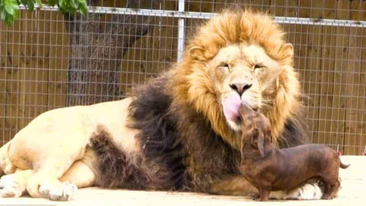 lion and dachshund are best friends