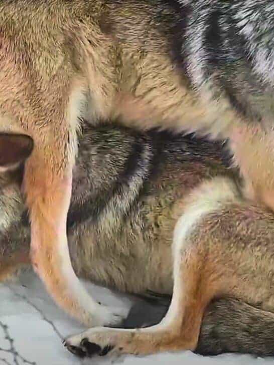 The Most Endangered Wolf Sits on Its Sibling’s Head
