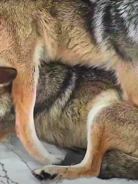 The Most Endangered Wolf Sits on Its Sibling&rsquo;s Head