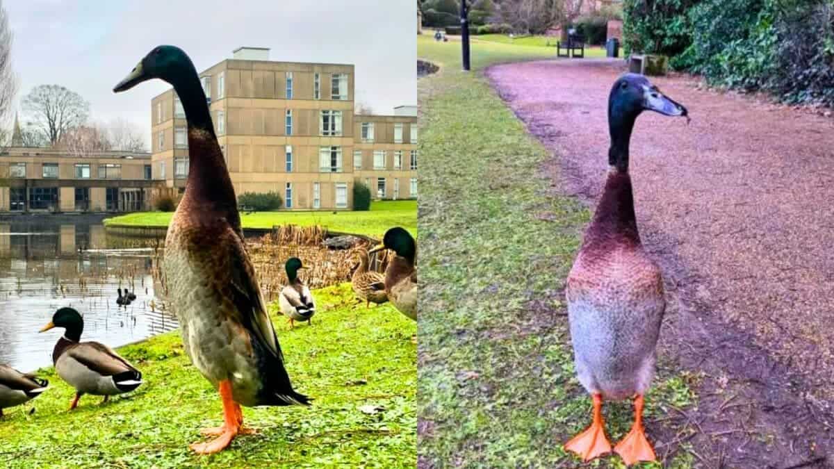 the tallest duck in the world