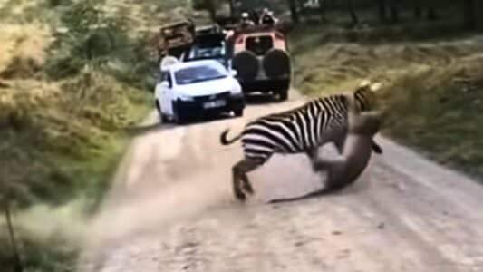 Brave Zebra Fights Back Against Lioness
