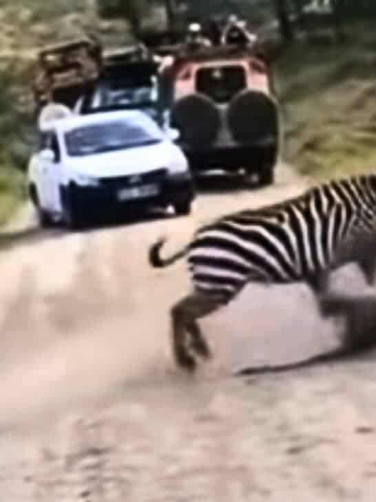 Watch: Lioness Attack on Zebra Gone Wrong