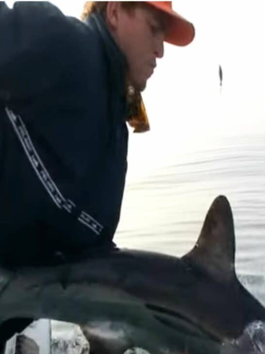 Video: Fisherman Falls Overboard with Shark