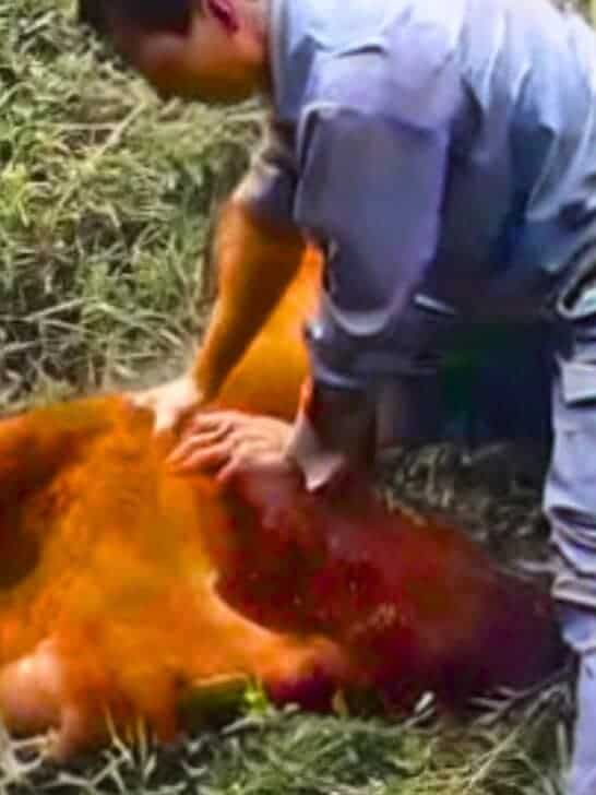 Watch: Zooworker Performs CPR on Orangutan Due to Careless Visitor