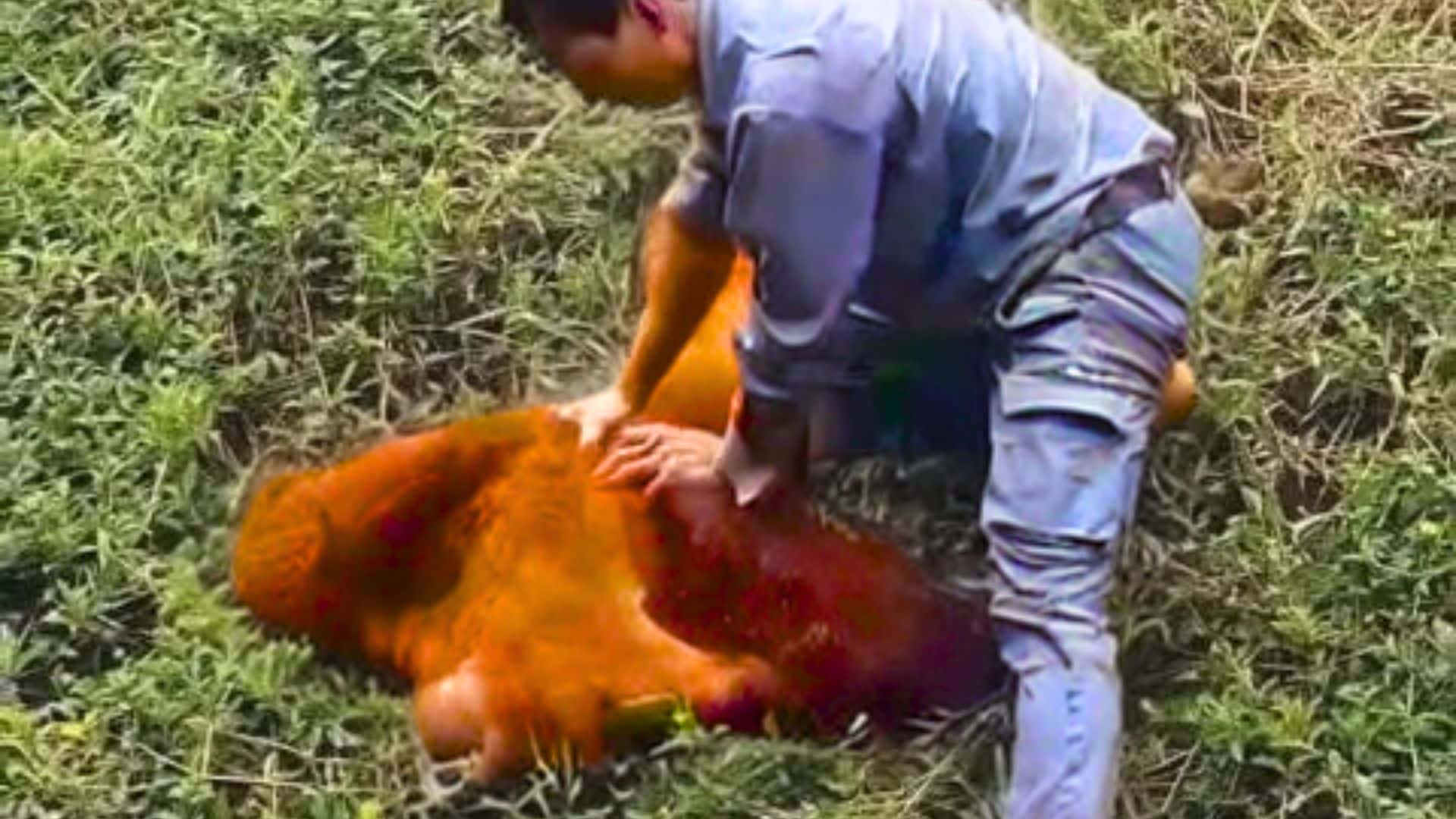 zooworker performs CPR on orangutan