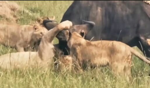 Expert Insight of Recent Video: Black Rock Lion Attacking Buffalo