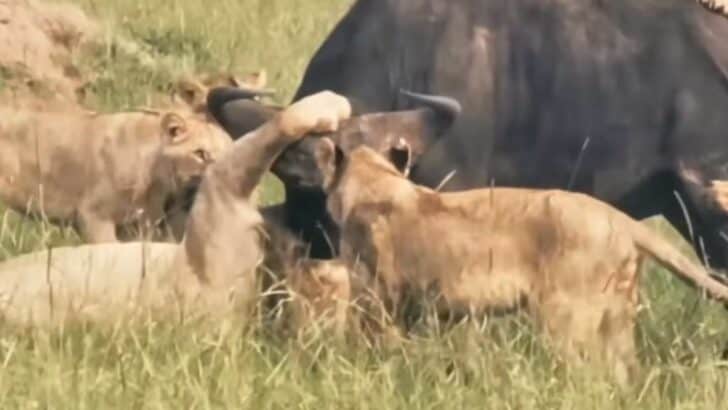 Expert Insight of Recent Video: Black Rock Lion Attacking Buffalo