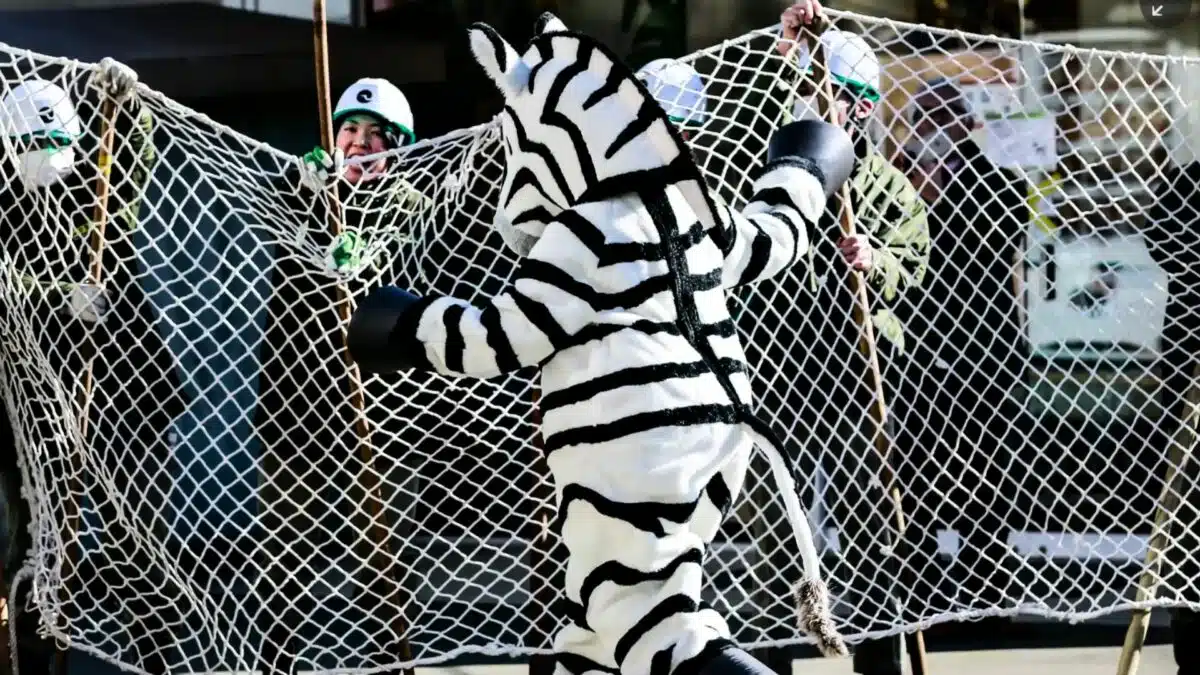 zoo staff dress up like zebra