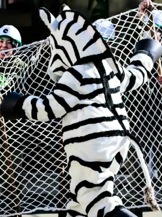Zoo Staff Dress Up as Zebras to Practice Emergency Procedures