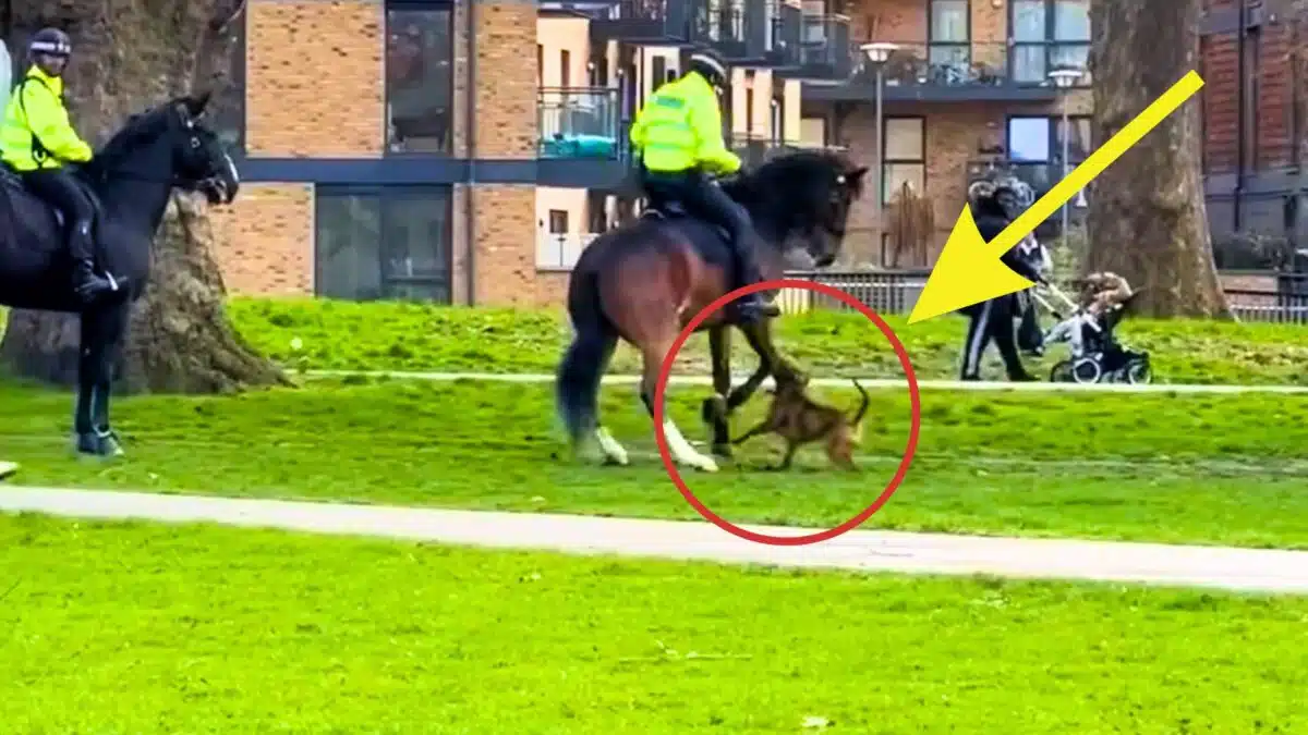 pit bull attacks police horse