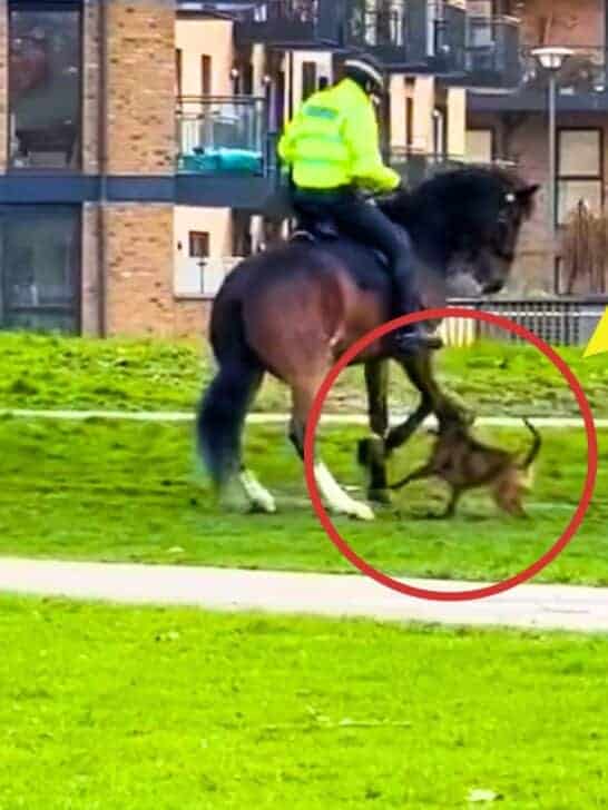 XL Pit Bully Lunges At Horse in East London