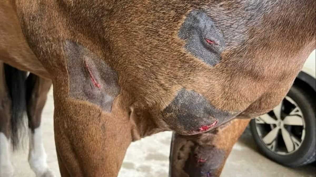 police horse injuries following attack by xl pit bull