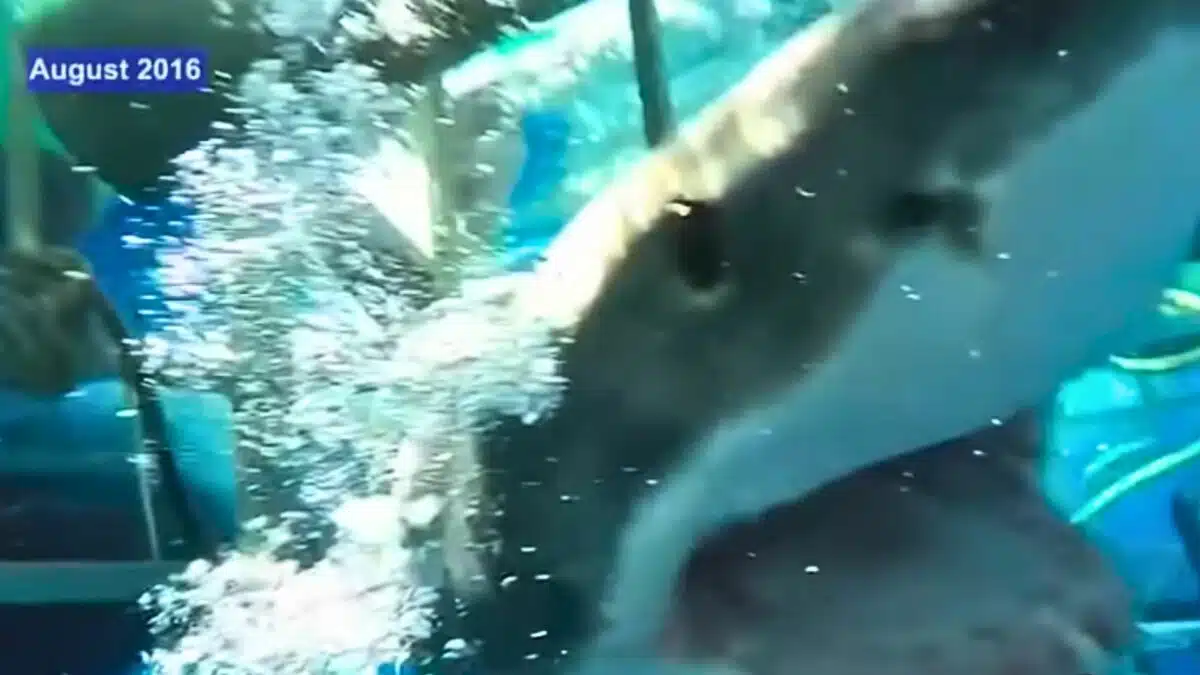 shark breaking into cage