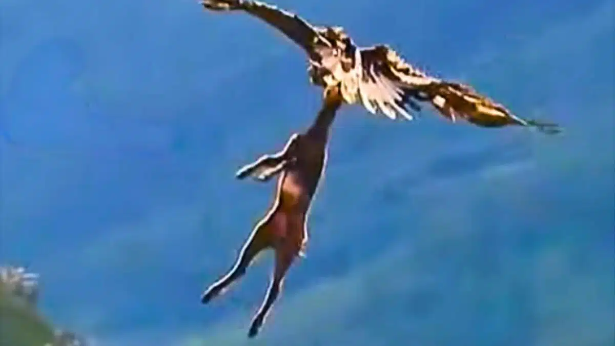 eagle takes off with deer
