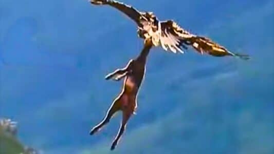 Watch Rare Encounter: Eagle Flies Away with Full Grown Deer