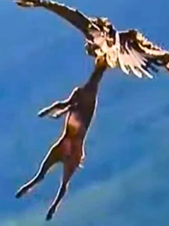 Rare Encounter: Watch Eagle Flies Away with Full-Grown Deer