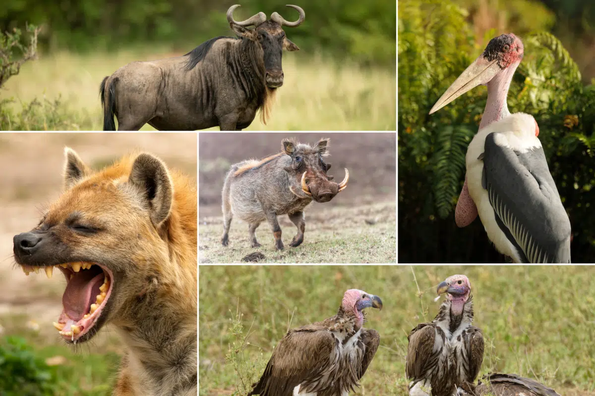 Namibias Ugly Five Big Five In Afrika Wer Sind Die Gro en F nf Bei Namibias Ugly Five Big Five In Afrika Wer Sind Die Gro en F nf Bei