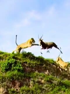 lion catches antelope mid-air