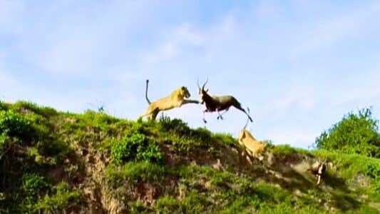 Watch: Lion Catches Antelope Mid-Air Attack