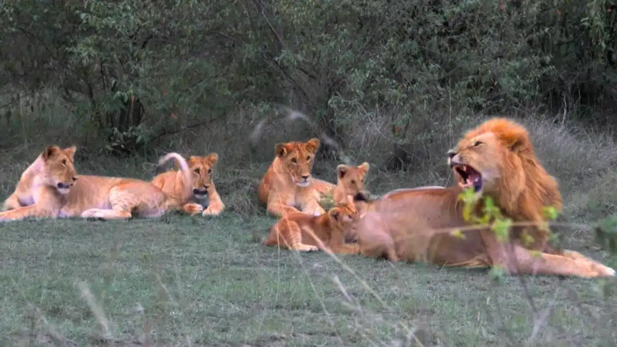 baby lion cub disciplined