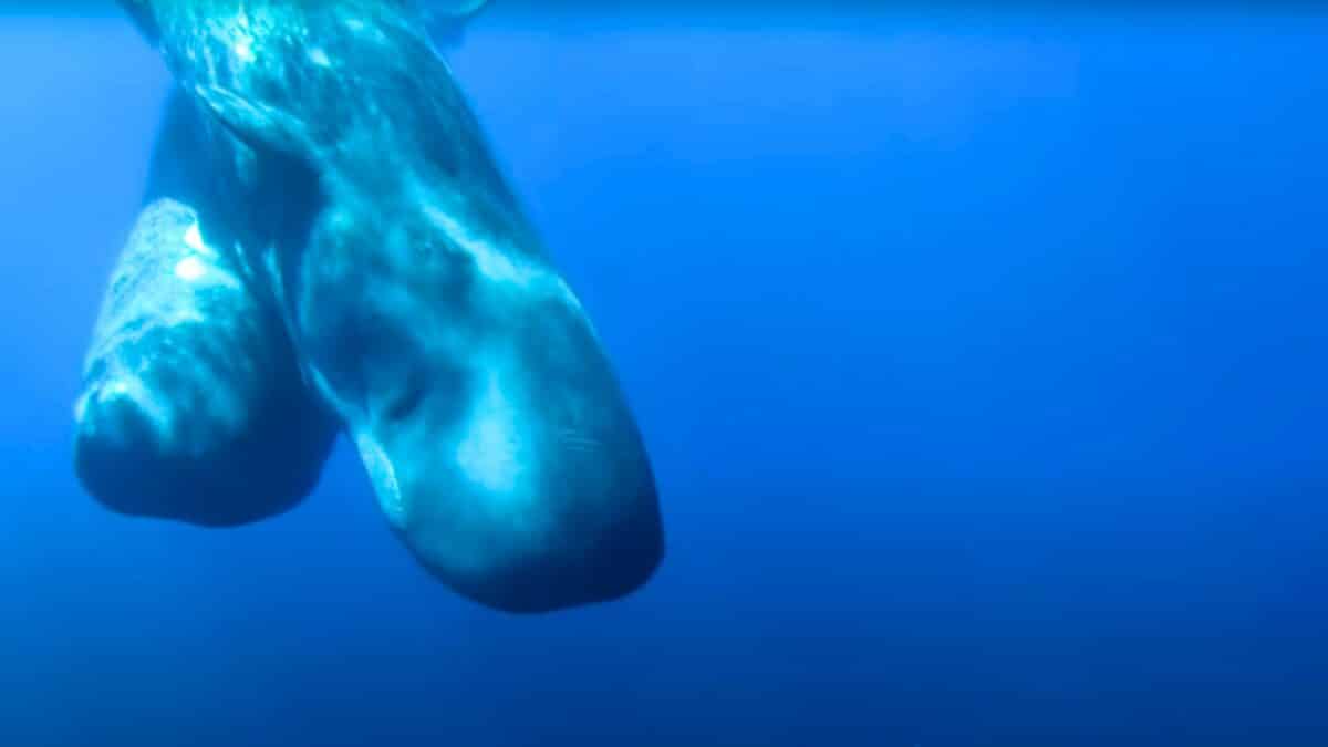 sperm whales befriend deformed dolphin