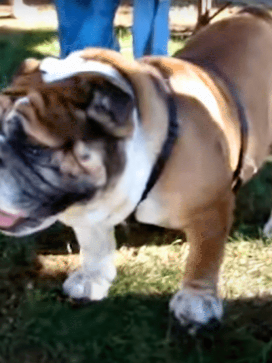WATCH The Largest English Bulldog Ever
