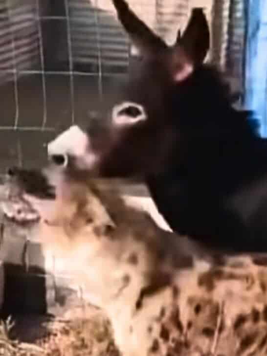 Watch This Fight: Hyena Learns to Never Underestimate a Donkey
