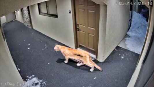 Mountain Lion Strolls Inside Colorado Apartment Complex