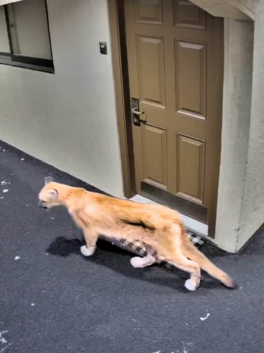 Mountain Lion Strolls Inside Colorado Apartment Complex