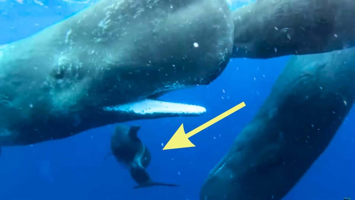 sperm whales befriend deformed dolphin