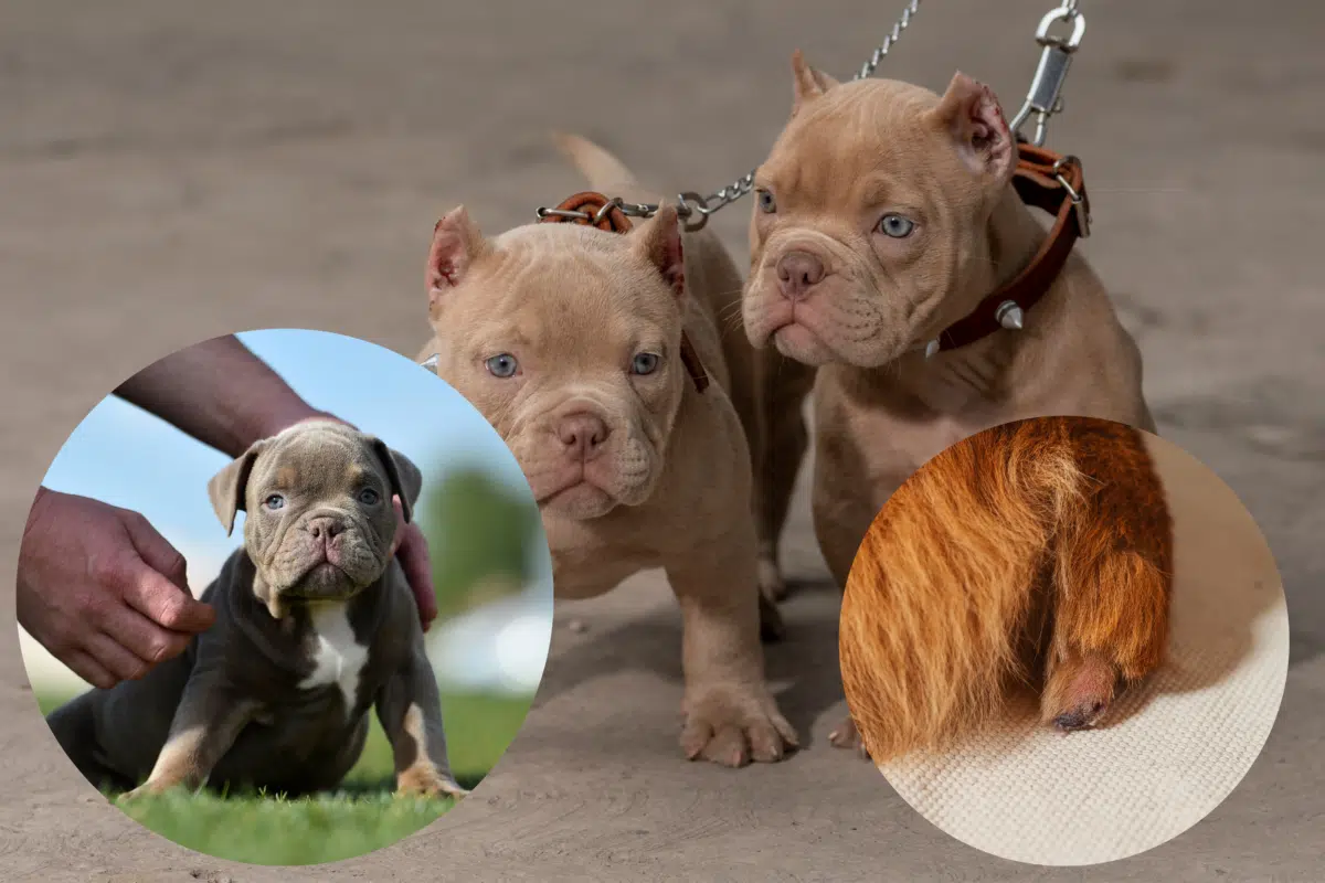 Akc breeds with cropped sales ears