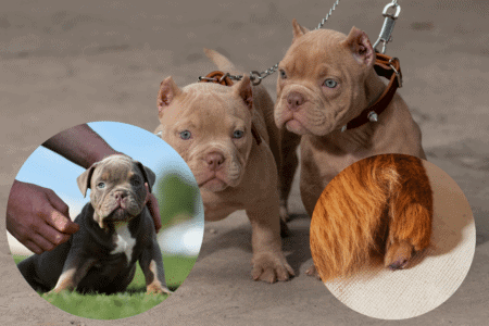 What Is Tail Docking & Ear Cropping In Dogs