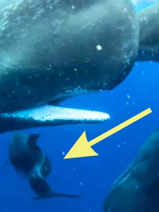 Exclusive Footage: Sperm Whales Befriend Deformed Dolphin