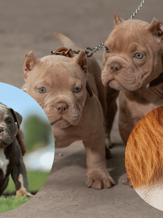 What Is Tail Docking & Ear Cropping In Dogs
