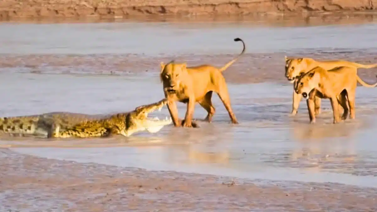 crocodile wins fight against lions