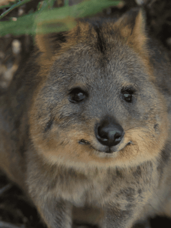 Why The Quokka Is The Happiest Animal In The World