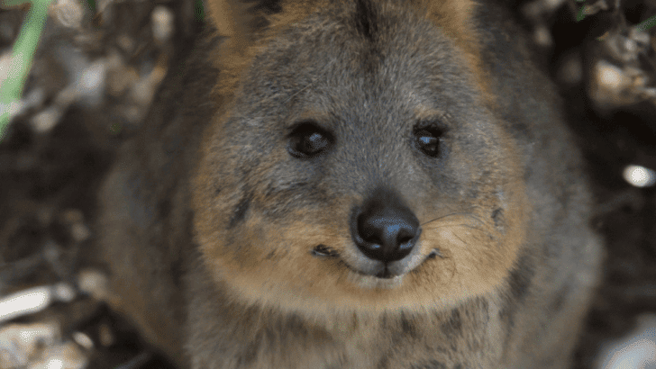 Why The Quokka Is The Happiest Animal In The World