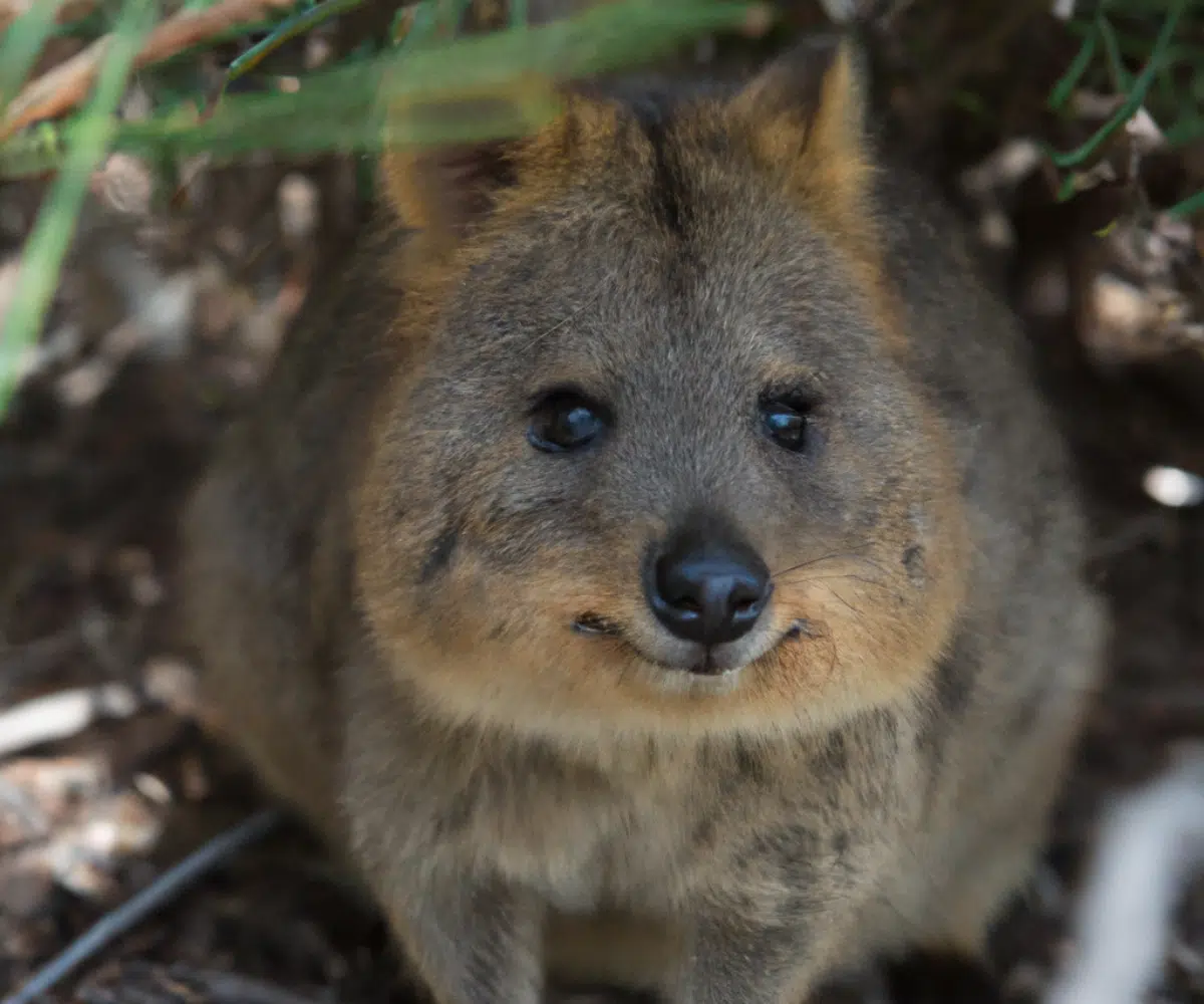 Quokka