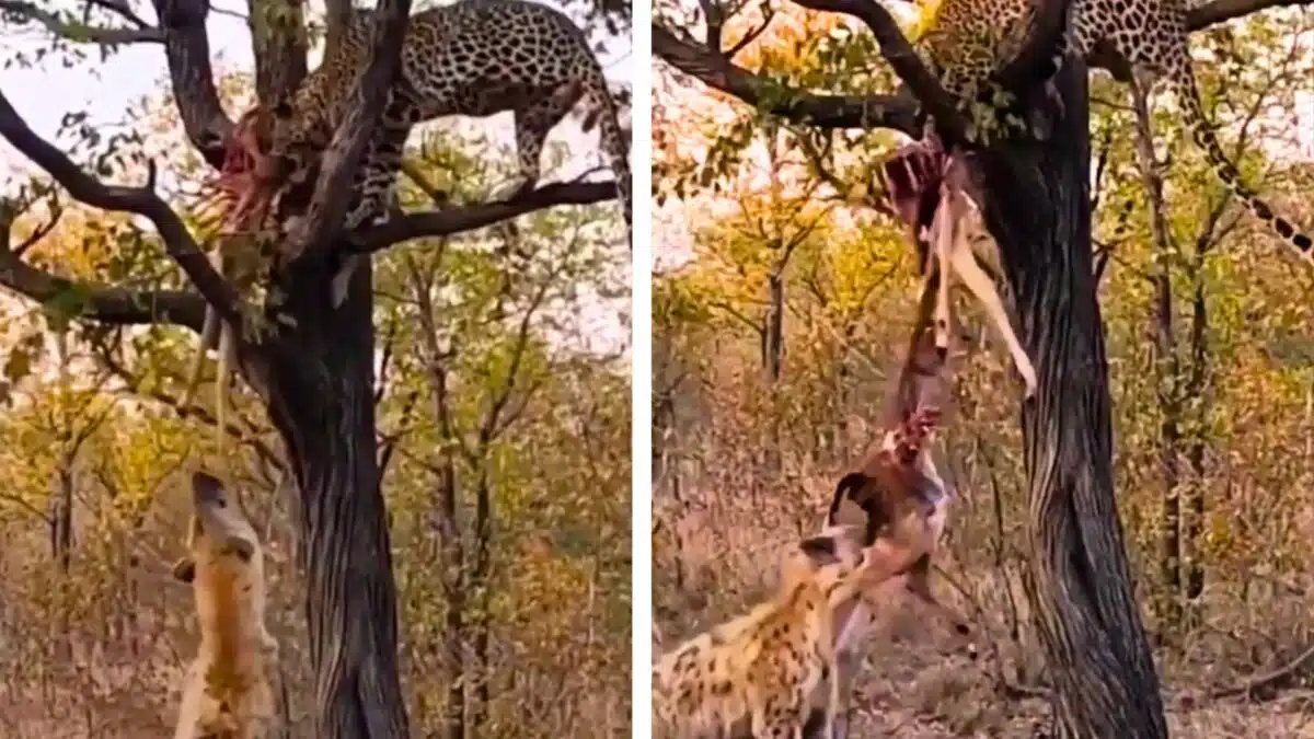 leopard and hyena in tug of war