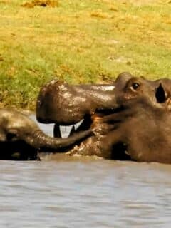 baby elephant takes on hippo
