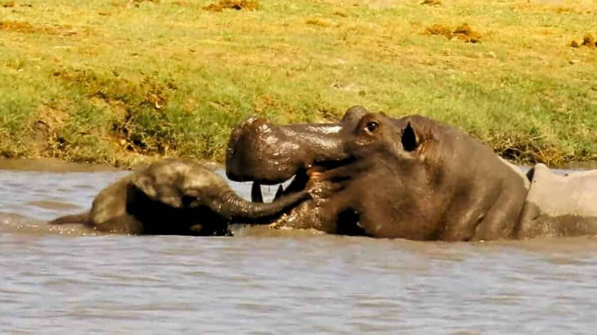 baby elephant takes on hippo